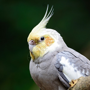 明亮的动物美丽玄凤鹦鹉Nymphicushollandicus特写头部轮廓鸟图片