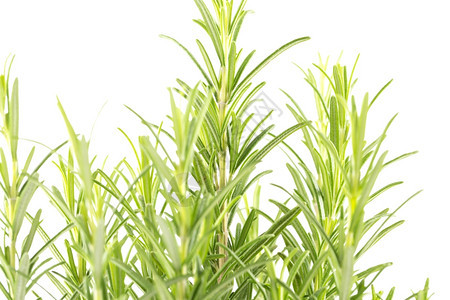 衬套草本植物白色背景上的迷迭香分枝离图片