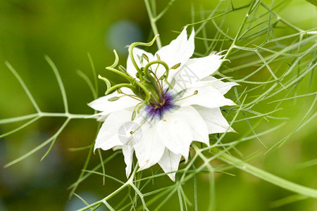 白色的草本植物奈杰拉紧闭NigellaDamaascena花蓝或白图片