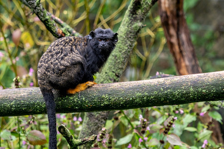 异国情调金手TamarinTamarinSaguinusMedas坐在野生动物的树枝上沙吉努斯金的图片
