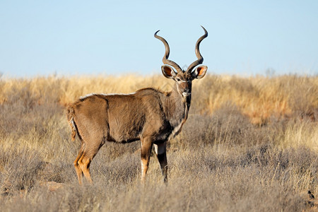 警报非洲人喇叭南自然栖息地的雄捻角羚羊Tragelaphusstrepsiceros图片