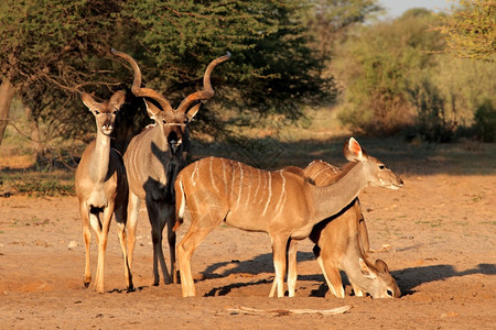 库杜南非自然栖息地的Kudu羚羊Tragelaphusstrepsiceros团体保护图片