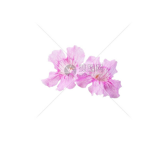 马洛卡粉色花朵与白隔绝绽放巴利阿里图片