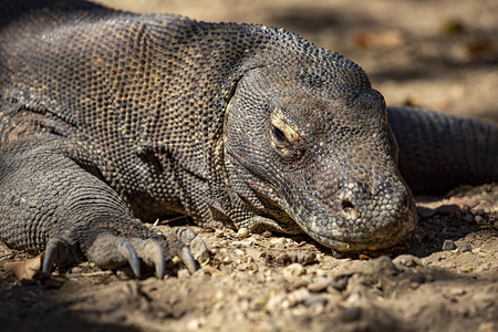 与史前时代的龙一样用片状皮肤如巨龙关闭Komodowaran弗洛雷斯印度尼西亚洲图片