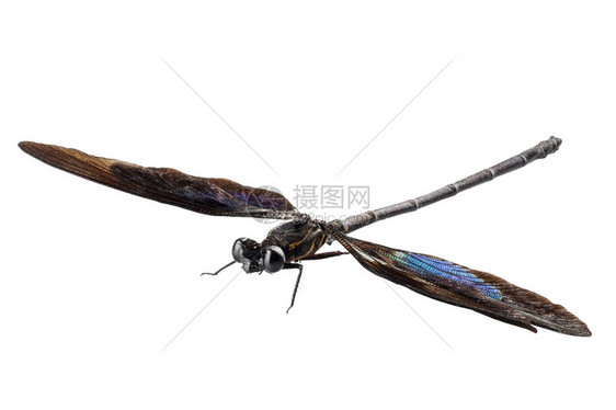 蜻蜓昆虫图片