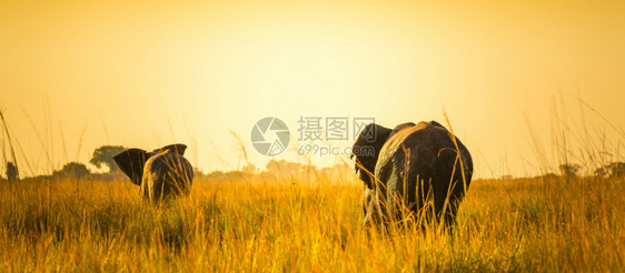 野生动物大象图片