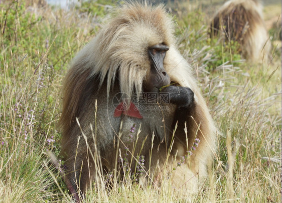 狒埃塞俄比亚非洲Semien山脉公园Gelada动物群图片