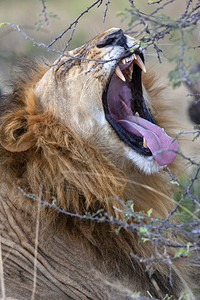 牙齿在非洲博茨瓦纳萨武提地区的红豹莱奥PantheraLeo狮子座成熟图片