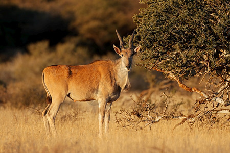 草食动物南非莫卡拉公园自然栖息地的大羚羊Tragelaphusoryx哺乳动物群图片