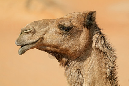 亚洲东自然阿拉伯半岛一头骆驼卡米卢斯德罗梅达里乌斯的近距离肖像图片