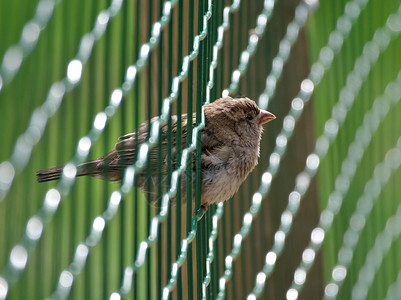 颜色金属丝绿坐在焊接的铁丝网栅栏上的豪斯佩林Haussperling图片