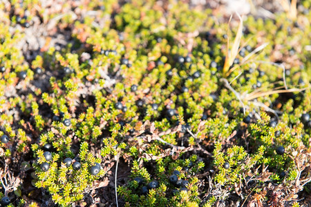 荒野格陵兰Empetrumnigrum灌木上的野生黑红莓格陵兰灌木上的野生黑红莓和成熟的水果地被植物图片