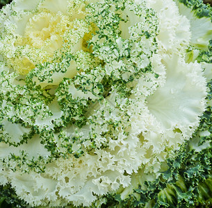 关闭卷心菜细节羽衣甘蓝花园图片