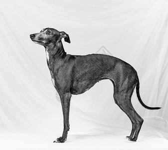 宠物欣德斯特伦灰色的意大利成年灰狗装扮白帆布背景图片