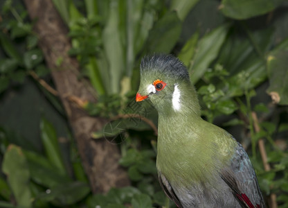 非洲人杜丘动物园中的青乌拉果鸟盯着图片
