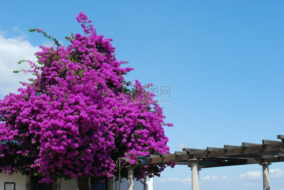 布甘别墅紫花和蓝天空背景的美丽布加维拉斯紫色花朵和蓝天背景执着花的图片