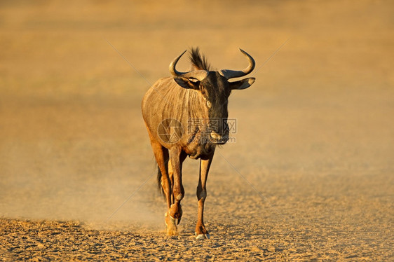 保护南非卡拉哈里沙漠的尘土中行走蓝角马Connochaetestaurinus贝壳类灰尘图片