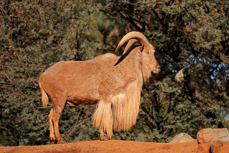 自然草食动物一只男野蛮羊非洲北部阿莫特拉古斯草原勒维亚图片