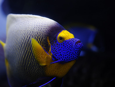 富豪珊瑚鲶鱼莫斯科动物园水族馆的天使鱼图片