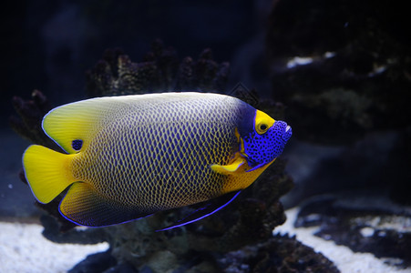 鲶鱼水下海洋莫斯科动物园水族馆的天使鱼图片