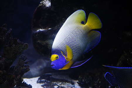 斯克莱兹涅夫莫科动物园水族馆的天使鱼三斑黄色的图片