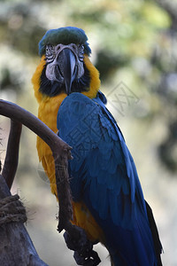 动物新热带蓝色和黄金刚鹦鹉用一点态度看着他的肩膀金子图片