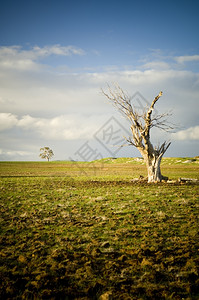 垂死维多利亚一棵孤单的死树站在一个有矿山仍然在工作的证据草地上围场图片