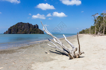 海岸线伦泰国川省华兴海滩上流露的漂浮木支撑图片