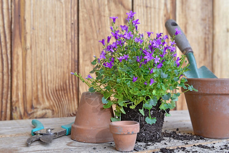 大地一种配有园艺设备在木制桌上浇水的春花和泰拉可塔盆家图片