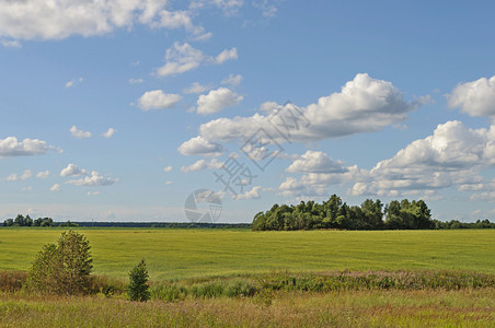 景观森林背的绿草原阳光明媚的夏日乡村农场谷物图片