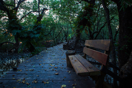 林中小路红树林中的长凳和木板足迹自然绿色丛林背景