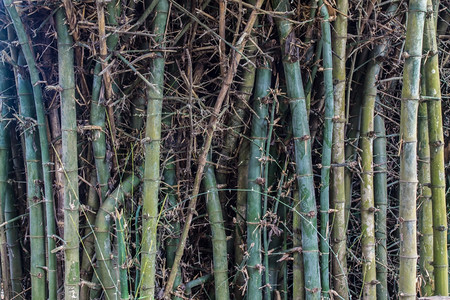 公园泰国的竹子和刺植物学质地图片