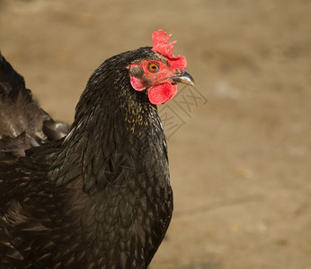 国内的一只黑鸡肖像农艺学食物图片