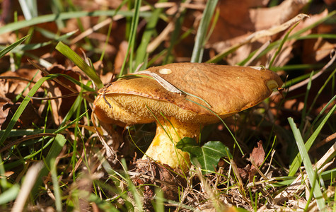 秋天在草地里吃着滑的杰克蘑菇食用包子收成图片