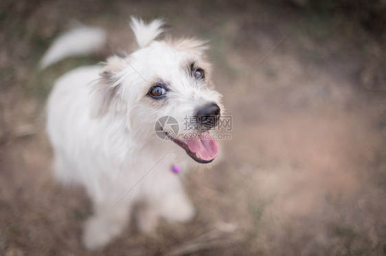 西施犬的特写类可爱花园图片