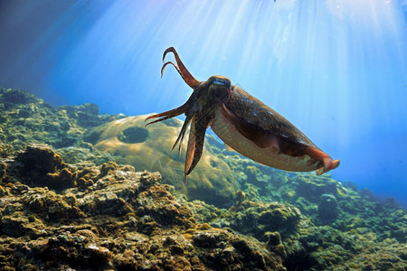 浅光线珊瑚礁上的好奇锥墨鱼野生动物梁水族馆图片