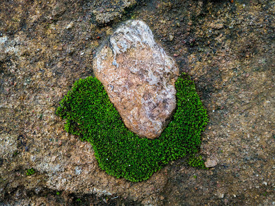 常绿雨林中的野生植物和苔户外叶子图片