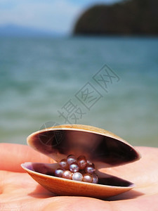 热带海手上有珍珠的贝壳海洋图片