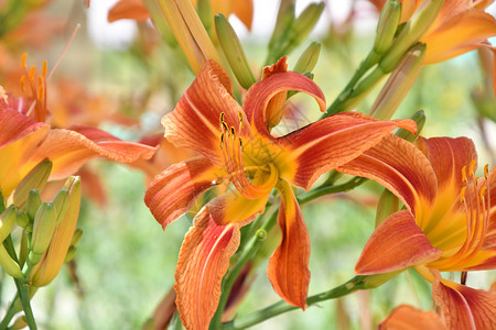 蕊植物群叶子夏日的花园Lily橙色图片