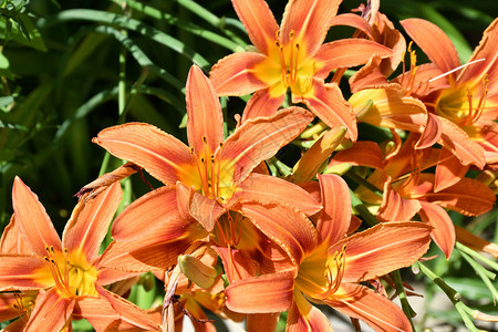 春天夏日的花园Lily橙色花朵瓣图片