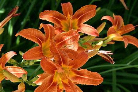 美丽开花夏日的园Lily橙色子图片