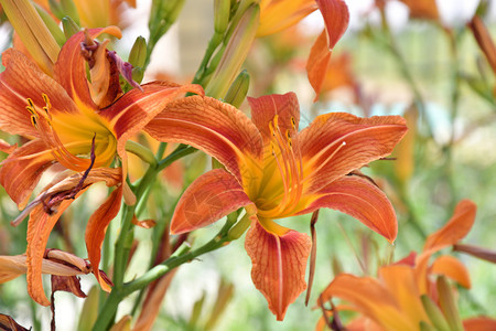 夏日的花园Lily橙色天美丽开花图片