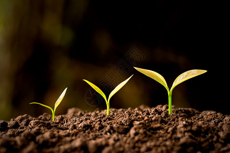 农场年轻的手三个幼苗从肥沃的土壤生态概念中长图片