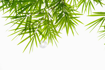 热带白色背景的绿叶竹片隔离枝条分支图片