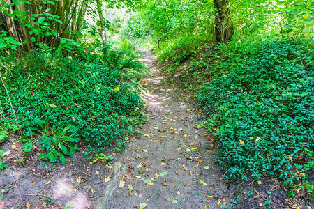叶子踪迹自然景观中绿色植物的森林行走道路小图片