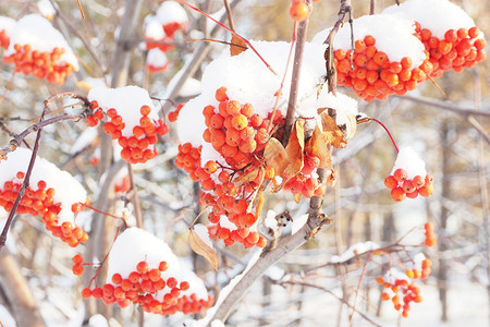 衬套山灰团群红橘浆森林中雪粉和花浆果自然图片