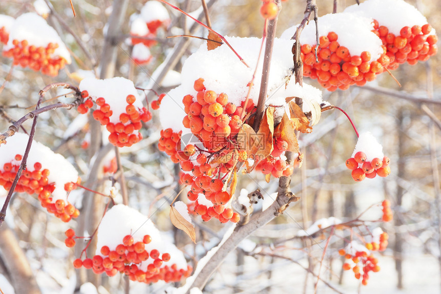 衬套山灰团群红橘浆森林中雪粉和花浆果自然图片