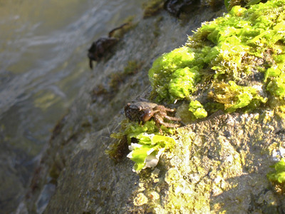 季节海藻岸边石头上的螃蟹图片