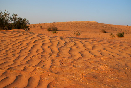 旅行中间阿拉伯和东部夏季沙漠树图片