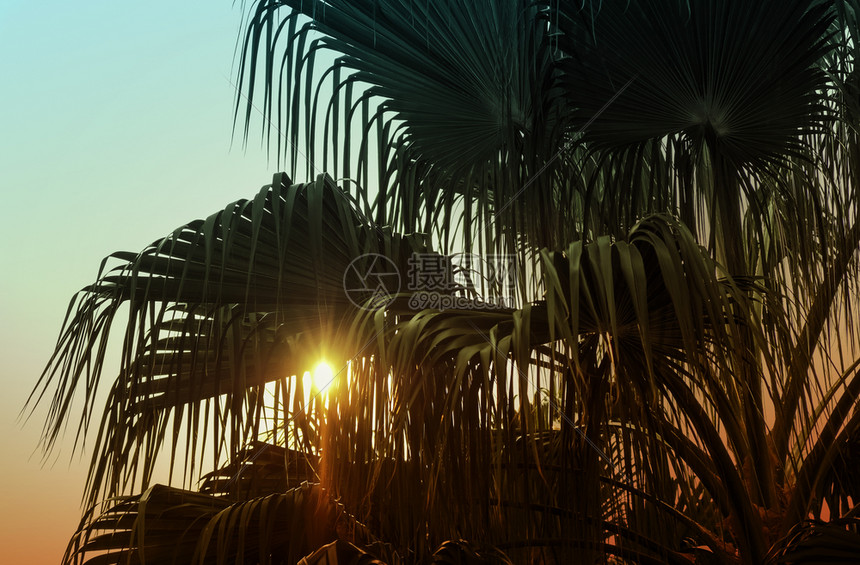 太阳光天空白花园中棕榈树的月光和夕阳照在花园中的棕榈树图片